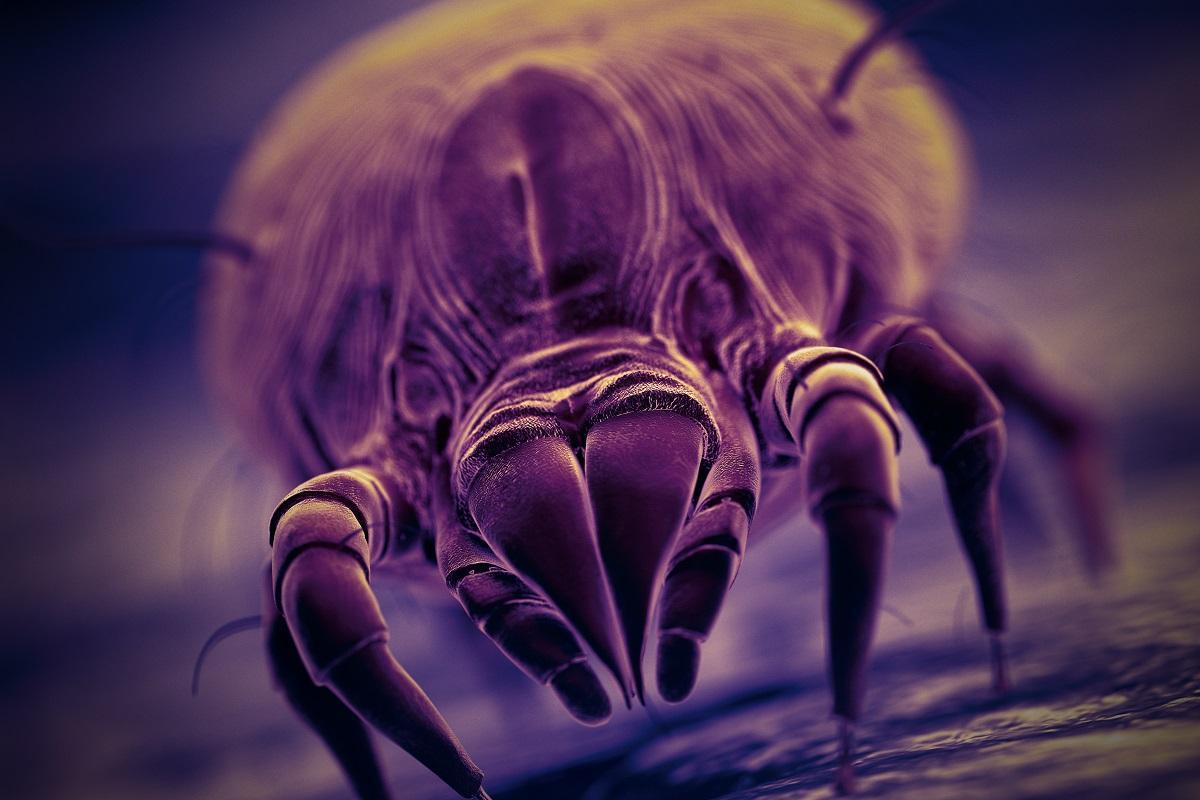 La alergia a los ácaros y hongos está relacionada con los niveles de humedad.