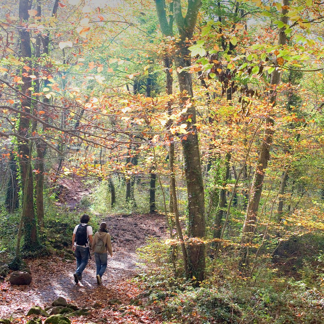 Fgeda de Jordà, Bosque del Parque Natural Garrotxa, en Girona