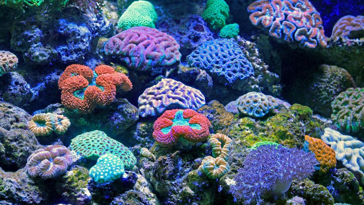 CORALES EXTINCIÓN | El 44% de las especies de coral se enfrentan a la extinción: estos son los motivos