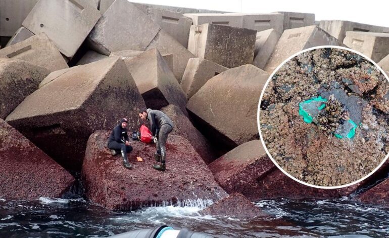 Percebes que broten de los bloques del puertu en Cuideiru, pero nun son pa los mariscadores