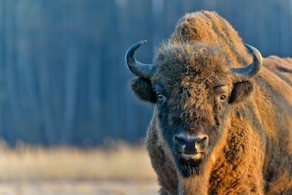 Un ejemplar de bisonte europeo en el parque nacional de Białowieza (Polonia).