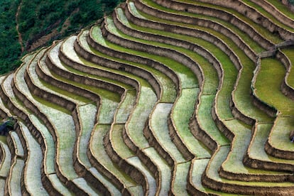 Los arrozales de Sapa.