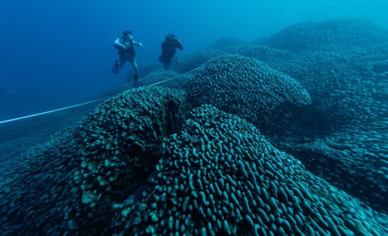 Un explorador español descubre el coral más grande del mundo en las Islas Salomón