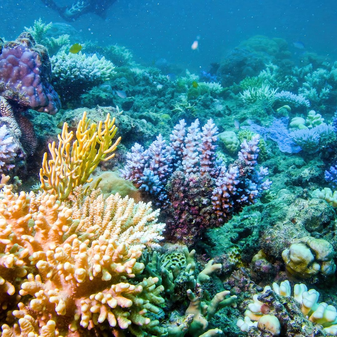 Gran Barrera de Coral, Australia