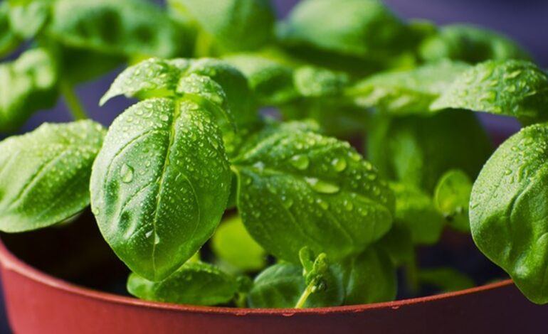 plantas aromáticas, frutas y verduras para este tiempo