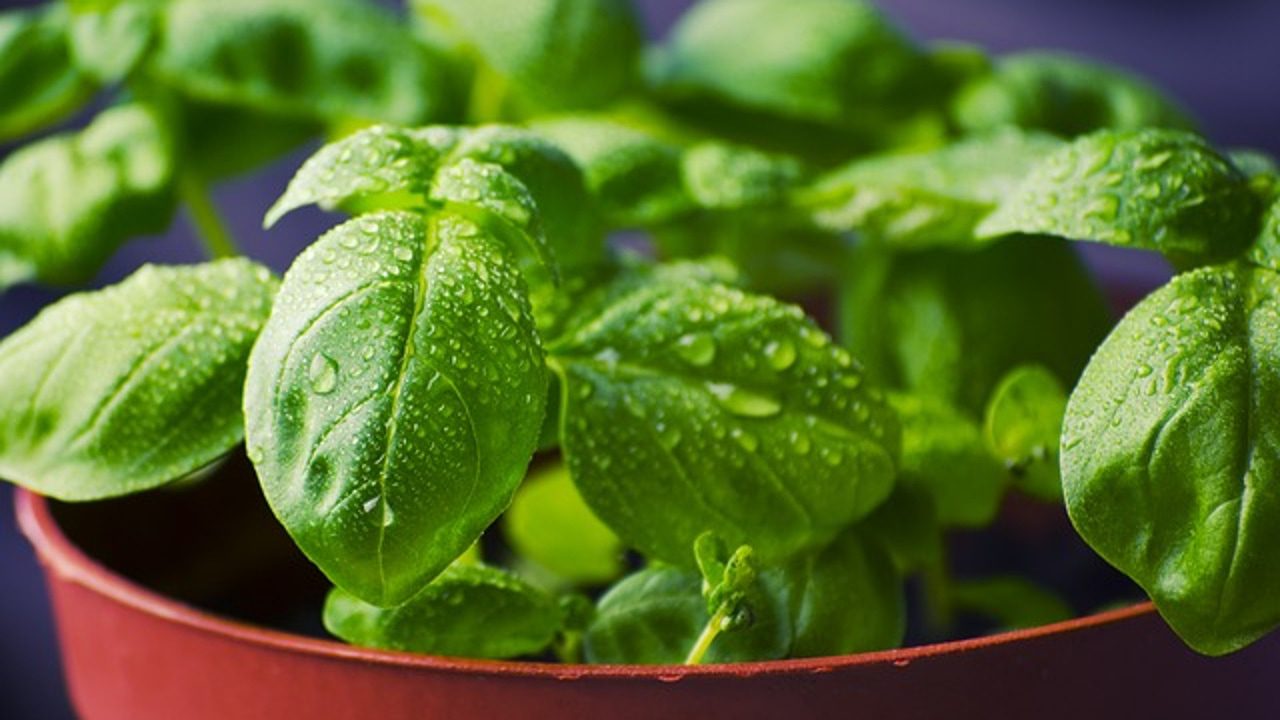 plantas aromáticas, frutas y verduras para este tiempo