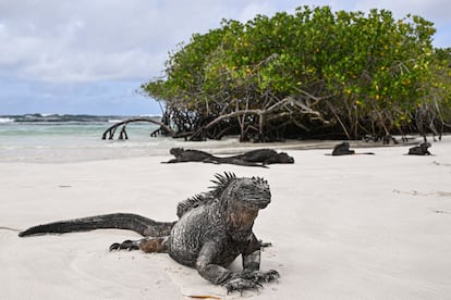 Una iguana marina toma sol en Tortuga Bay.