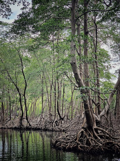 Manglares del Parque Nacional Los Haitises (República Dominicana).