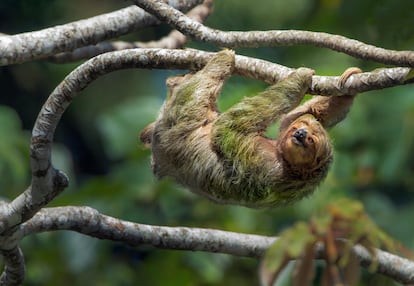 El perezoso, uno de los animales más característicos de Costa Rica.