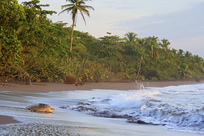 El anidamiento de tortugas en el Parque Nacional Tortuguero es una de las épocas más mágicas del año en Costa Rica.