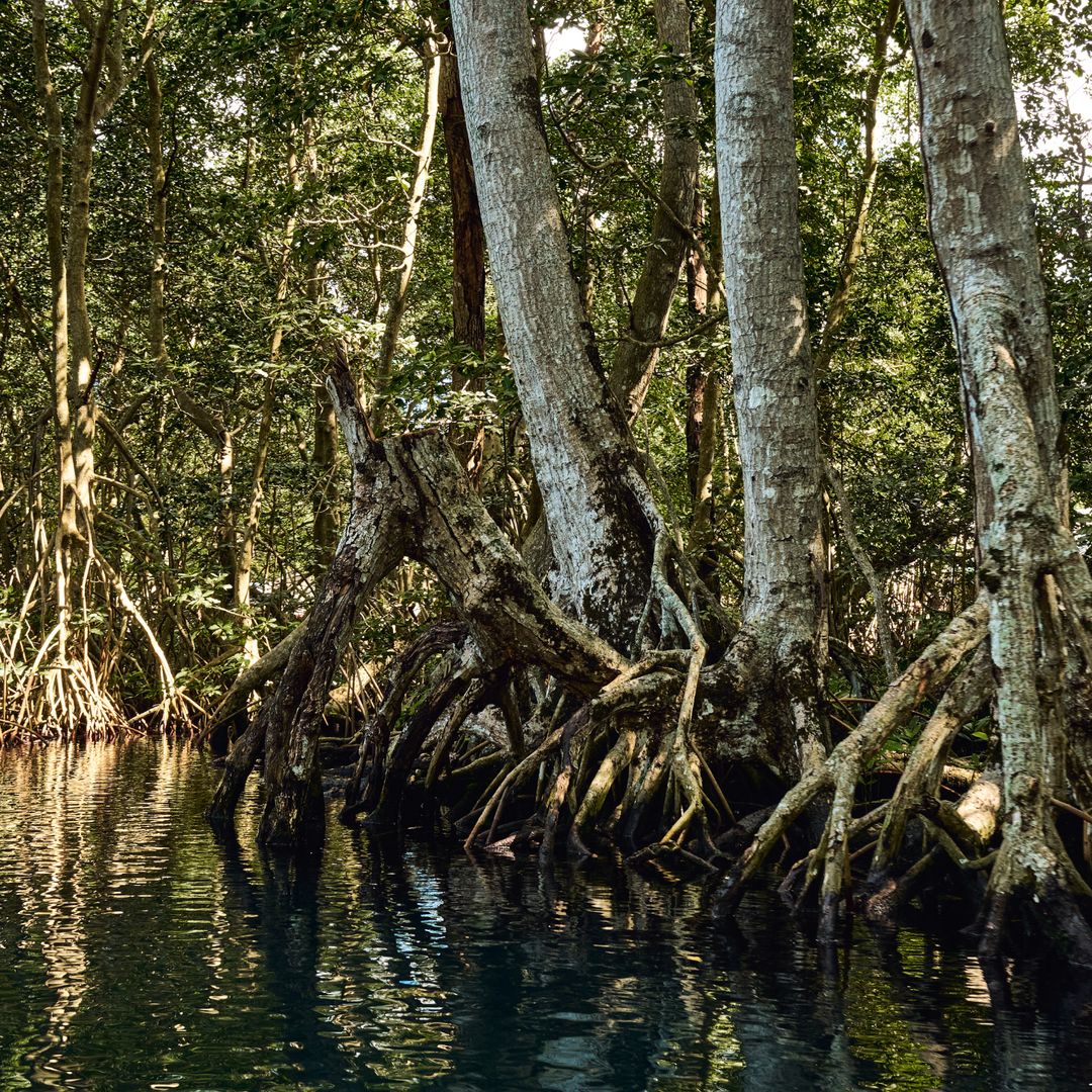 Manglares de la laguna Gri Gri, una zona poco conocida de República Dominicana 