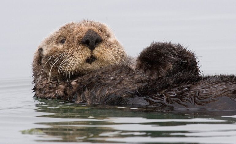 Una nutria se pasea por las calles de Avilés, muerde a una persona y termina detenida en un cajero