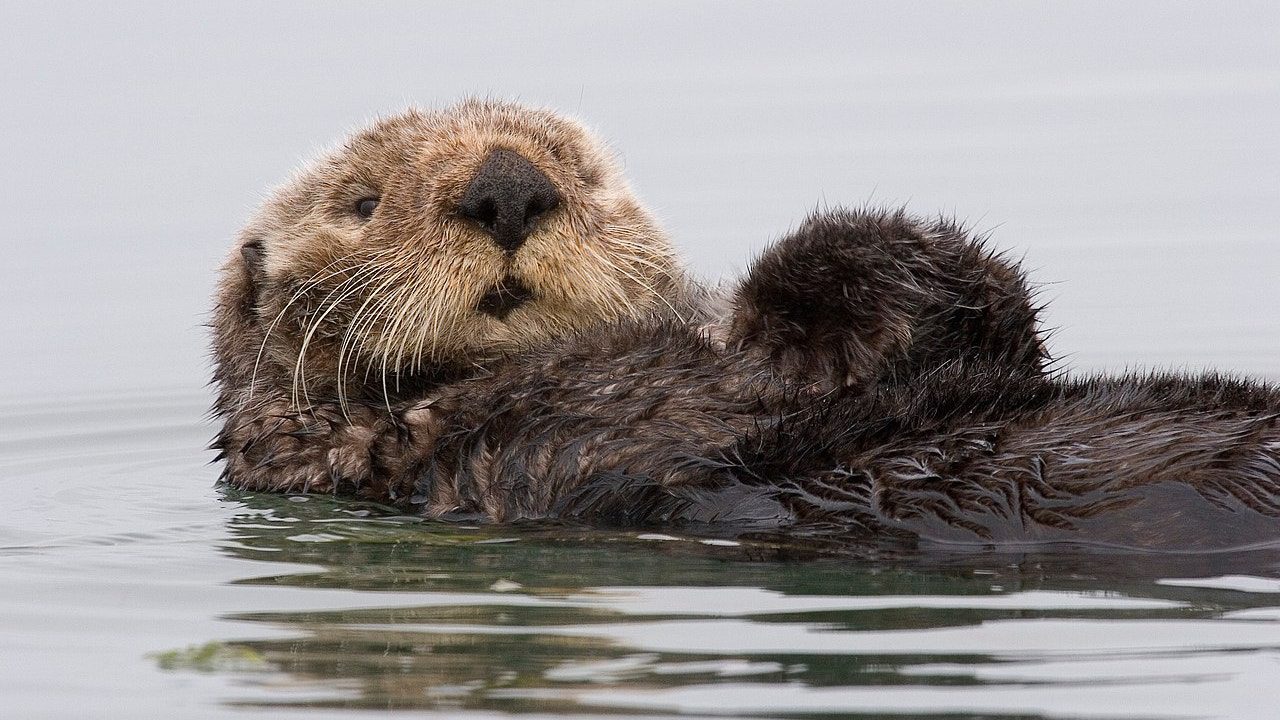 Una nutria se pasea por las calles de Avilés, muerde a una persona y termina detenida en un cajero