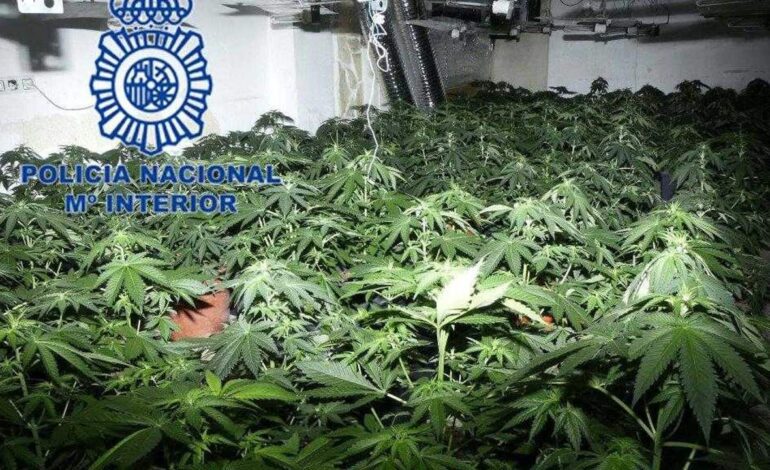 Un padre encierra a su hijo con discapacidad y le obliga a cultivar marihuana