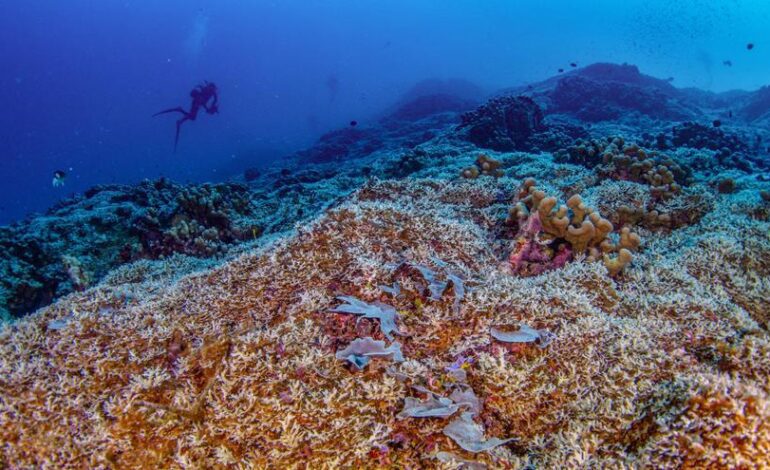 Una expedición científica con miembros españoles descubre el coral más grande del mundo en las Islas Salomón