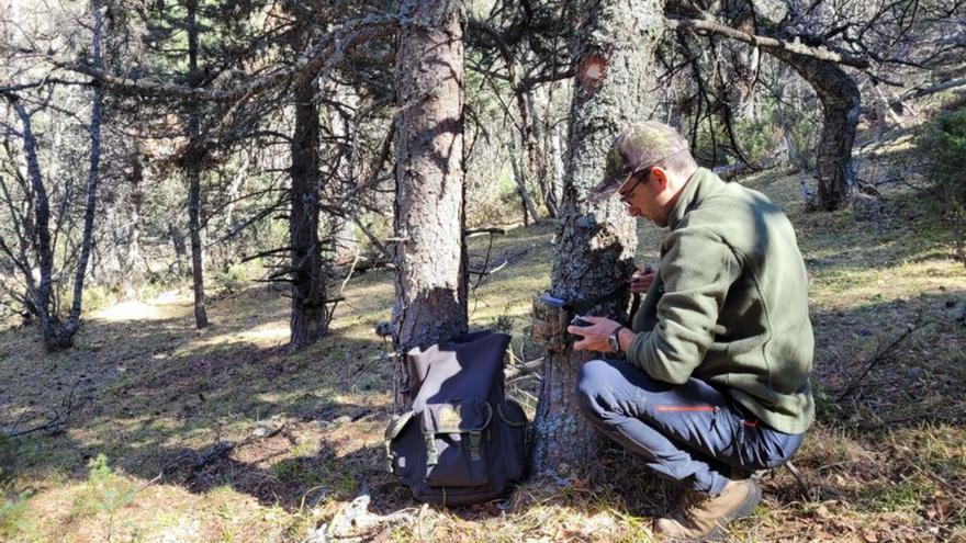 Científicos asturianos optimicen el cálculu d’animales con cámares