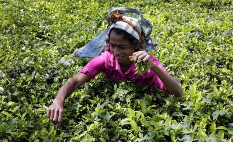 El "oro verde" de Sri Lanka: de las laderas de las montañas a las tazas de té del mundo