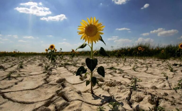 SALVAR EL MEDITERRÁNEO | Un ‘ejército’ de científicos busca cómo salvar el Mediterráneo, zona cero de la crisis climática