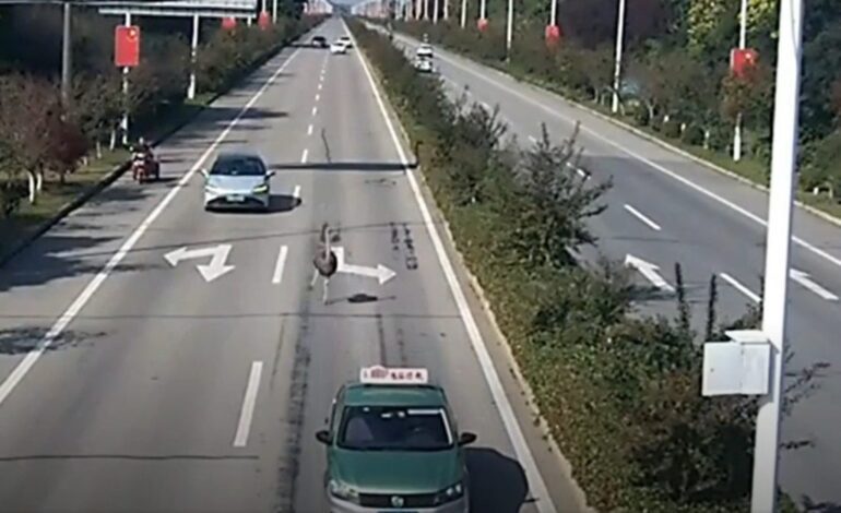 un avestruz aparece corriendo a toda velocidad entre los coches