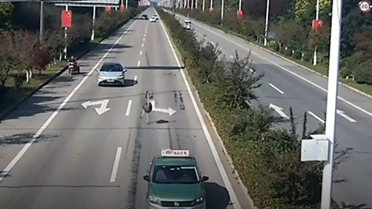 un avestruz aparece corriendo a toda velocidad entre los coches