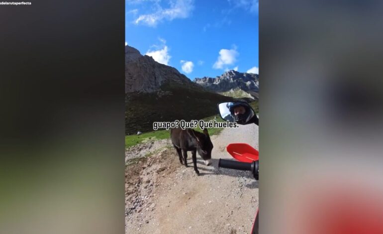 El tierno momento que ha vivido un motorista junto a dos burros en mitad de la montaña