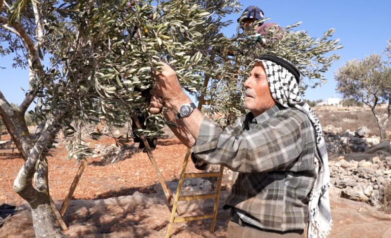 La violencia de colonos y soldados israelíes asfixia la cosecha de olivos en Cisjordania