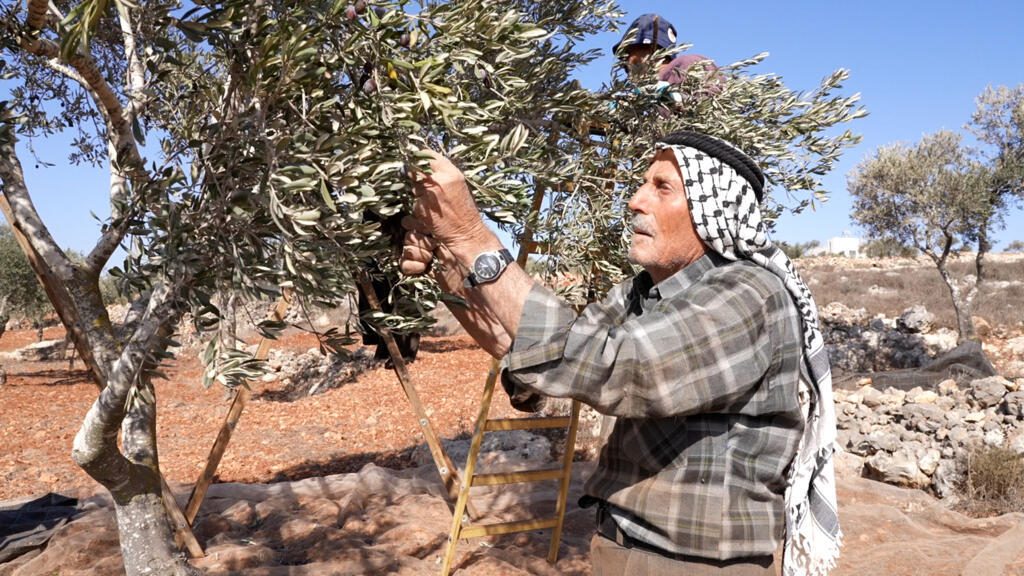 La violencia de colonos y soldados israelíes asfixia la cosecha de olivos en Cisjordania