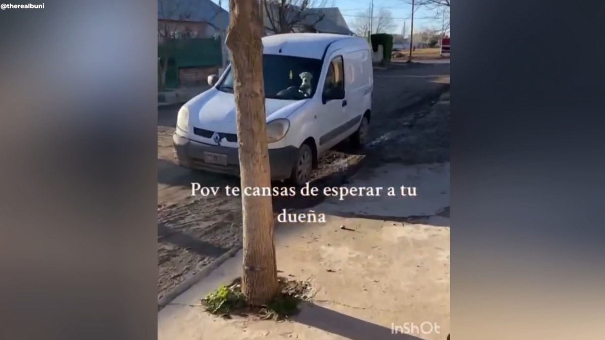 Este perro se cansó de esperar a su dueña dentro del coche y esto es lo que hizo para llamar su atención