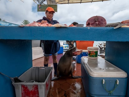 Un lobo marino en uno de los puestos de la lonja de Puerto Ayora, en la isla de Santa Cruz (Galápagos).