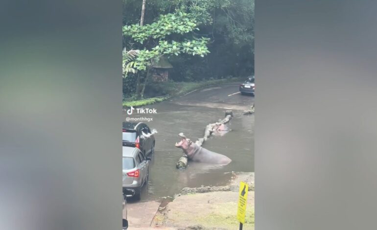 Estos hipopótamos cobran un peaje en forma de comida a los coches: la cómica escena que ya es viral