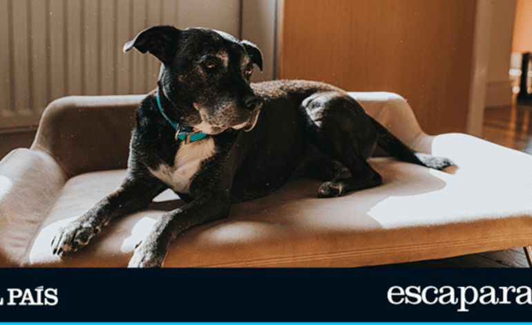 Descubre por qué miles de personas eligen esta cama elevada para sus perros | Estilo de vida | Escaparate