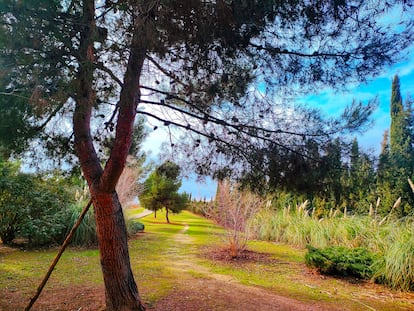 Por el pueblo de Loeches se han diseñado o renovado cinco rutas para caminar en la naturaleza, tan bonita en estos meses.