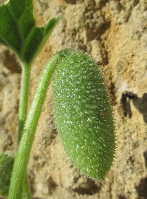 Revelado el explosivo secreto del pepino eyaculador