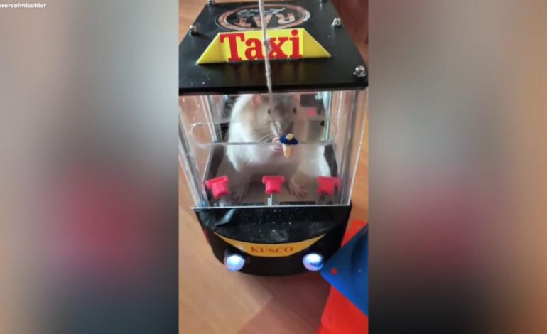 Stuart Little existe y maneja un taxi de juguete: esta rata consigue más de 35 millones de visitas en TikTok