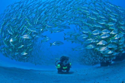 En cualquier momento es posible practicar pesca o buceo en las aguas cristalinas.