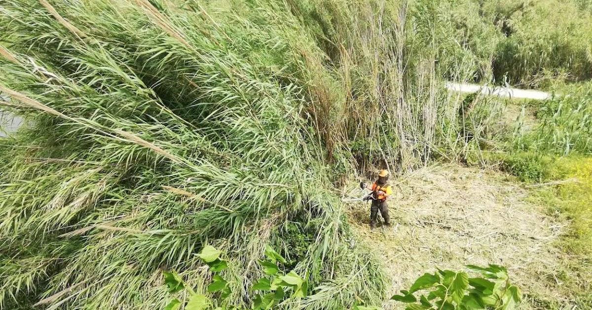 La caña es una especie invasora que causa perjuicios al ecosistema