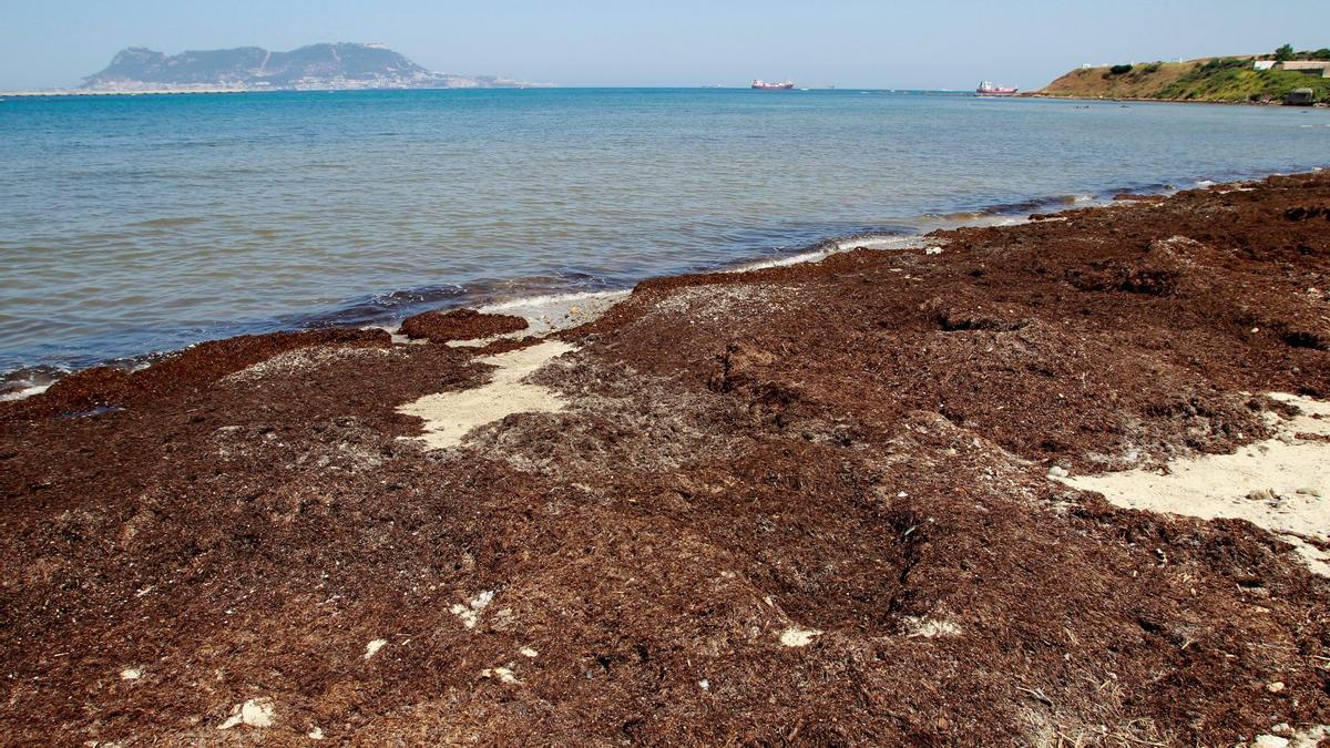 ALGA ASIÁTICA | Científicos españoles descubren cómo aprovechar el alga asiática para conservar alimentos y purificar aguas