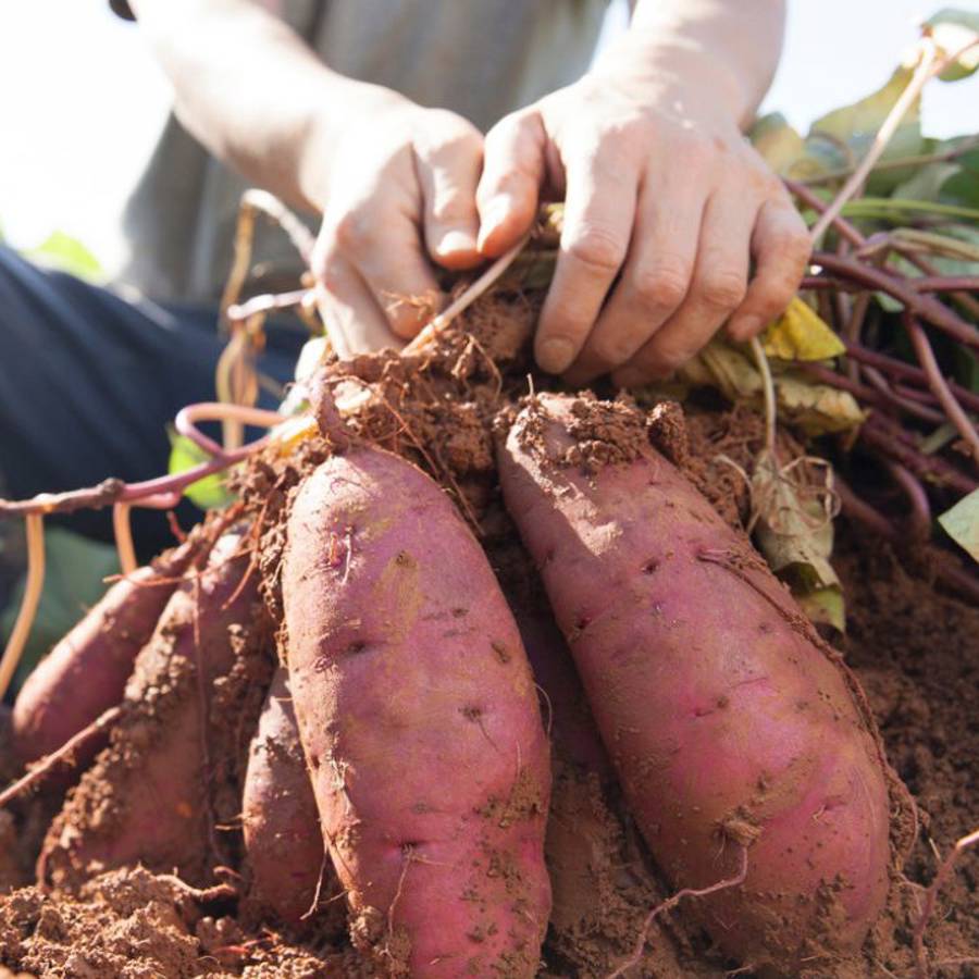 batatas