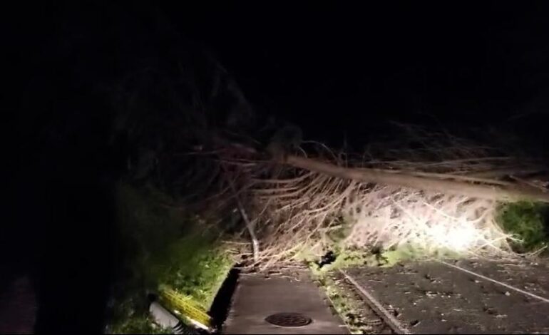 Cortada la Nacional 632 entre Colunga y La Isla por el derribo de árboles por el fuerte viento