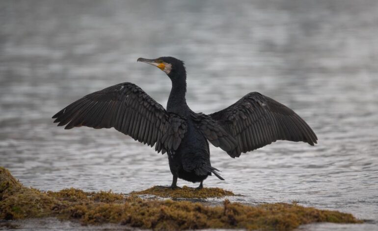 CAZA CORMORÁN | Polémica: Asturias vuelve a autorizar la caza del cormorán grande para salvar el salmón