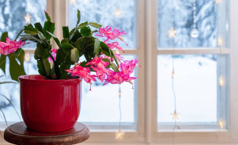 las 3 plantas de Navidad más bonitas para decorar tu casa en fiestas