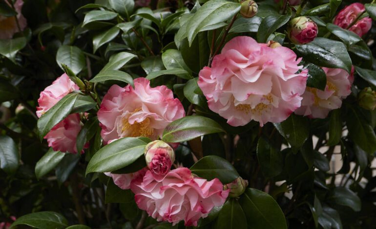 Cómo cuidar de tu camelia para que florezca y crezca cada día más bonita