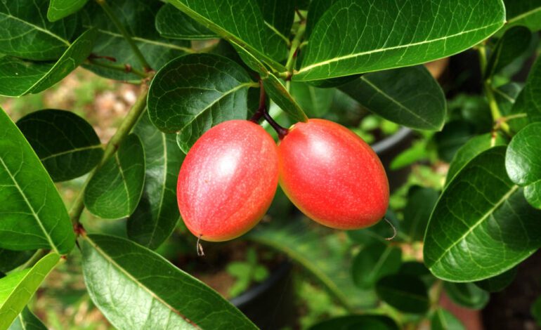 La fruta exótica que reduce la grasa del hígado y comen poco los españoles