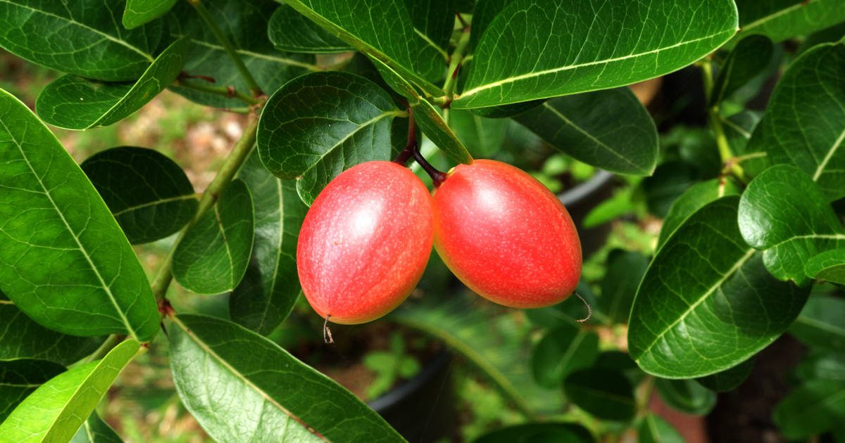 La fruta exótica que reduce la grasa del hígado y comen poco los españoles