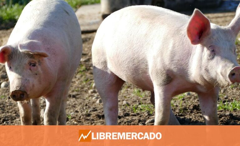 Dinamarca implanta el ‘impuesto al eructo’ de cerdos y vacas que retiró Nueva Zelanda