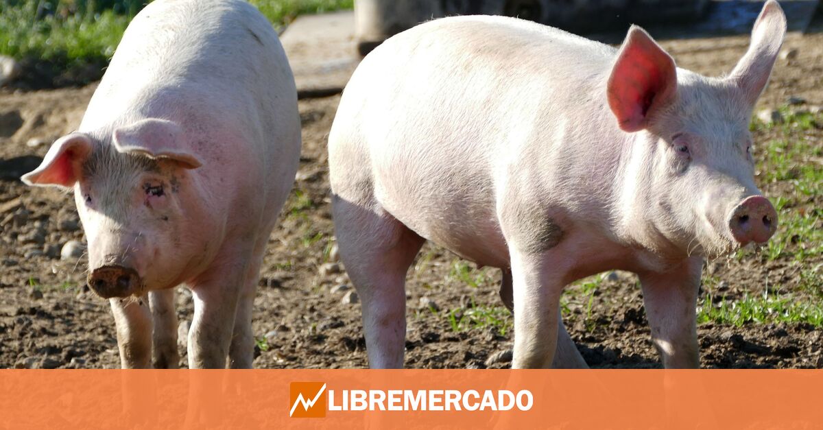 Dinamarca implanta el ‘impuesto al eructo’ de cerdos y vacas que retiró Nueva Zelanda