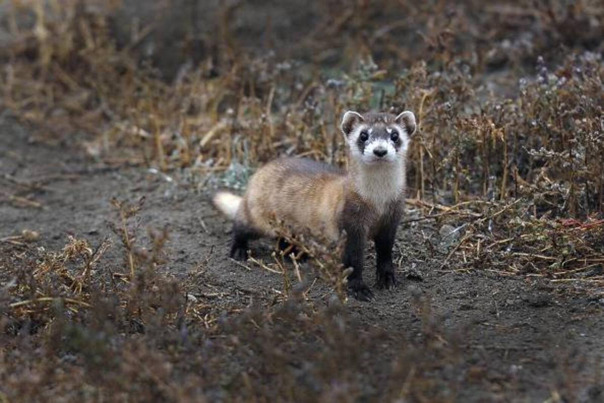 Un hurón de patas negras, especie muy amenazada