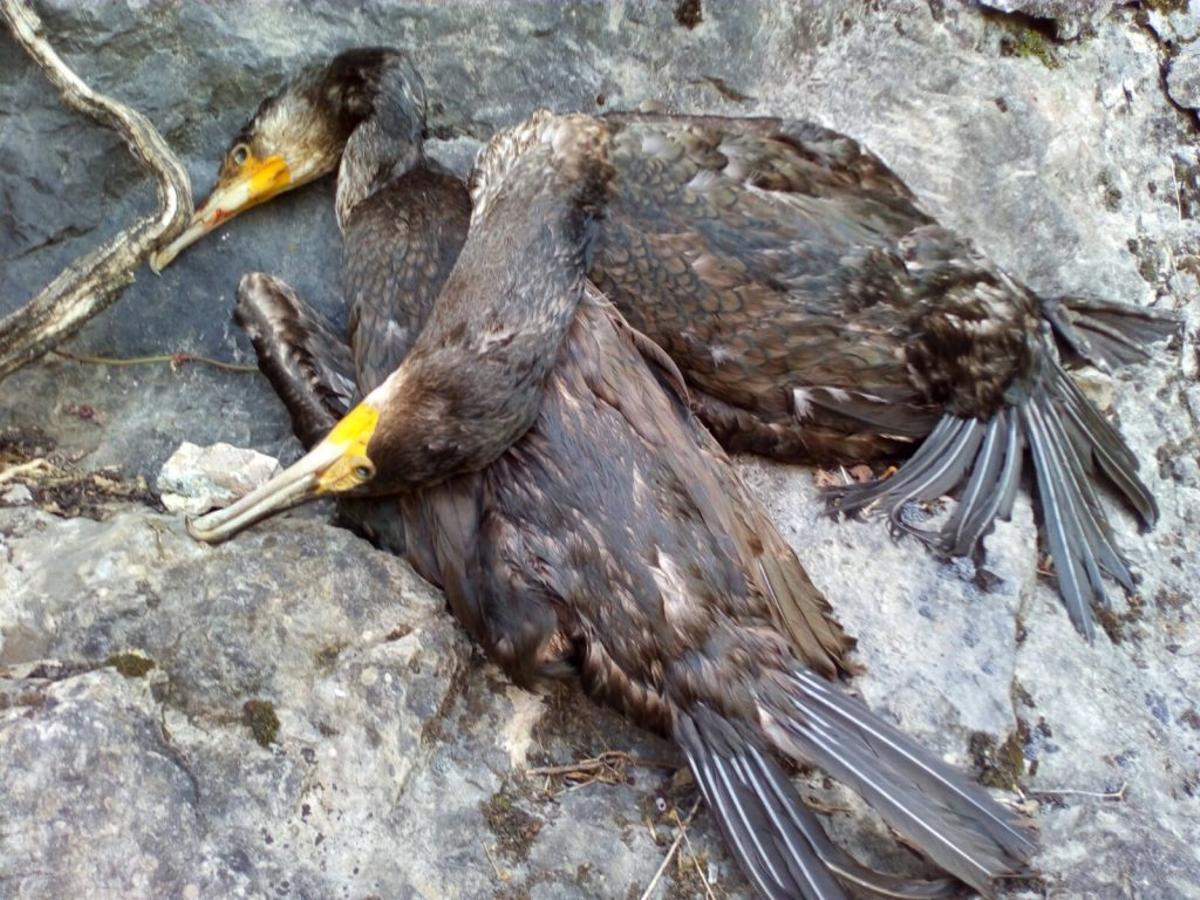 Cormoranes abatidos en Asturias