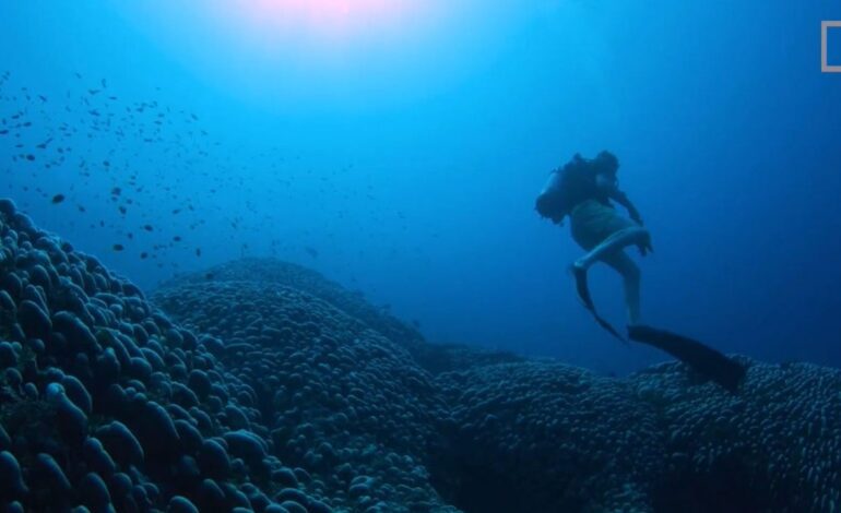 Manu San Félix descubre el coral más grande del mundo en las Islas Salomón: «Es una biblioteca viva»