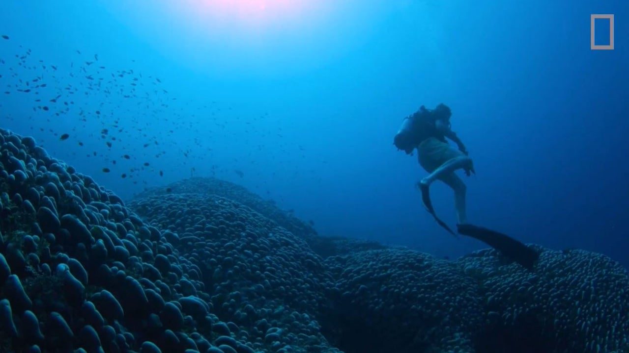 Manu San Félix descubre el coral más grande del mundo en las Islas Salomón: «Es una biblioteca viva»